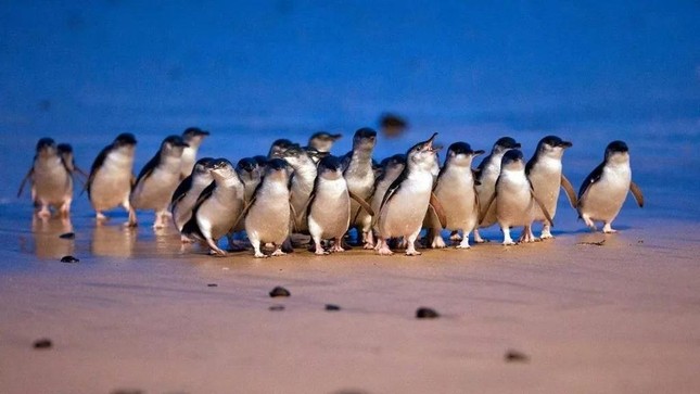 Cuộc diễu hành kỷ lục của hơn 5.000 con chim cánh cụt nhỏ nhất thế giới ảnh 1