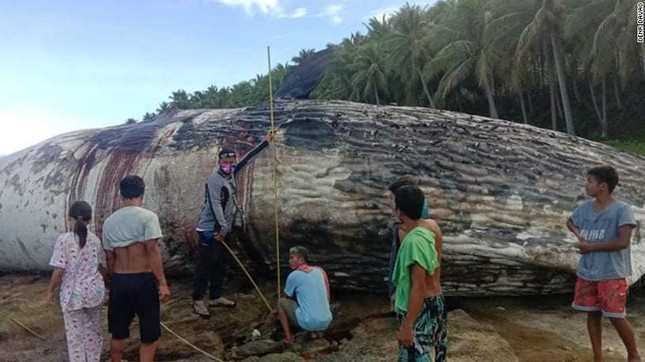 Xác cá nhà táng khổng lồ trôi dạt vào bờ biển Philippines khiến các chuyên gia lo ngại ảnh 1