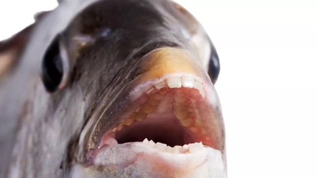 Sự thật về loài cá có răng như người ảnh 1