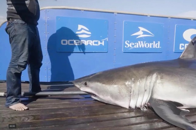 Cảnh báo cá mập trắng dài 4m ẩn nấp trong đầm phá ở Florida ảnh 1