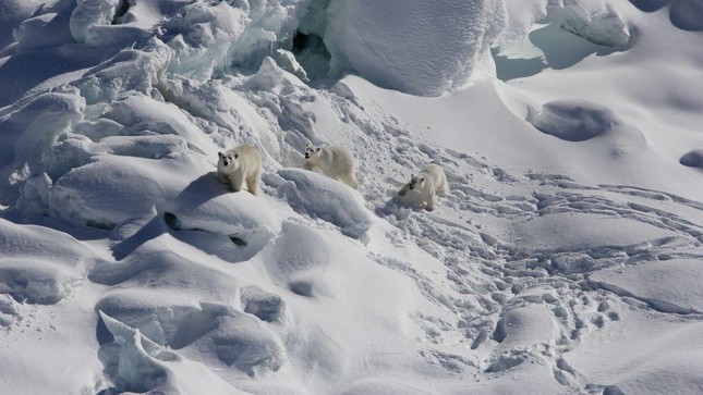 Tìm thấy quần thể gấu Bắc cực bí ẩn ở Greenland ảnh 1