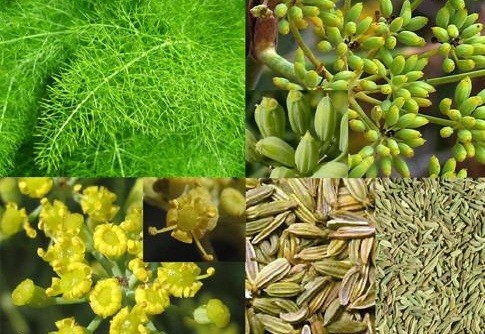 Bài thuốc hay cho người hiếm muộn, khó thụ thai 1 Bài thuốc hay cho người hiếm muộn, khó thụ thai 1