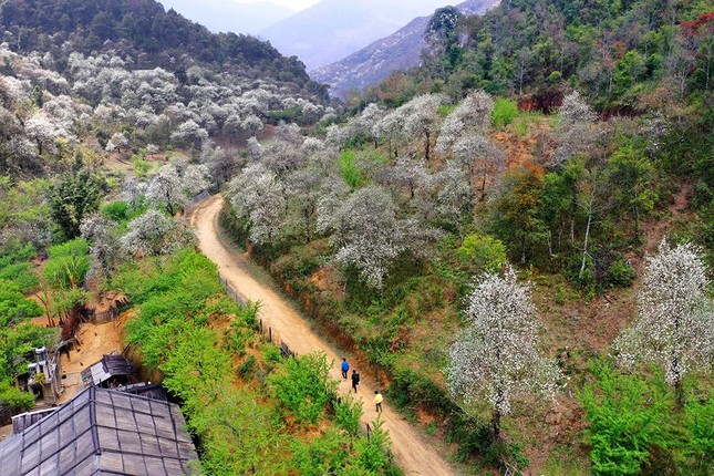 Lên Lùng Cúng ngắm rừng hoa Sơn Tra nở tuyệt đẹp sau ngủ đông ảnh 1