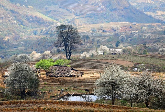 Lên Lùng Cúng ngắm rừng hoa Sơn Tra nở tuyệt đẹp sau ngủ đông ảnh 5