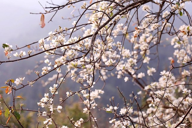 Lên Lùng Cúng ngắm rừng hoa Sơn Tra nở tuyệt đẹp sau ngủ đông ảnh 8