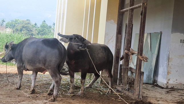 Dự án hơn 4.000 tỷ thành 'trang trại' trâu, bò ảnh 5