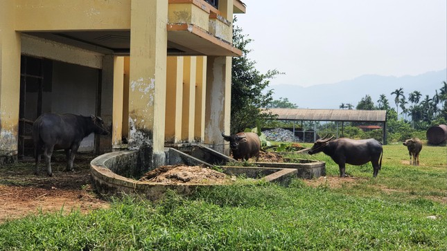 Dự án hơn 4.000 tỷ thành 'trang trại' trâu, bò ảnh 13