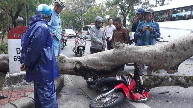Cây xanh đô thị bất ngờ đổ rạp đè bẹp xe người đi đường ảnh 1