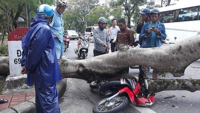 Cây xanh đô thị bất ngờ đổ rạp đè bẹp xe người đi đường ảnh 2