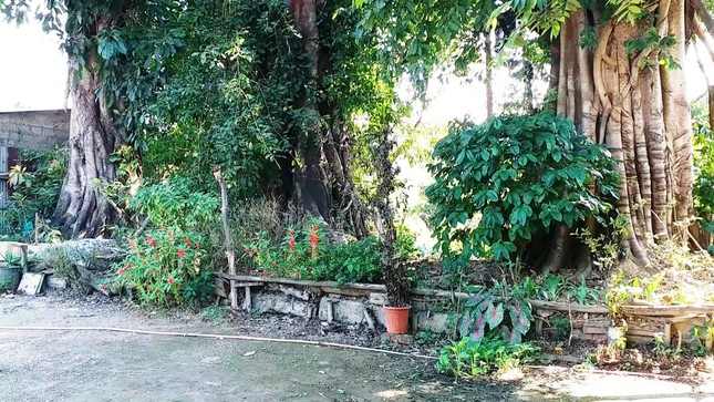 Bó tay với ba cây 'quái thú' bị bỏ rơi ở Huế ảnh 2