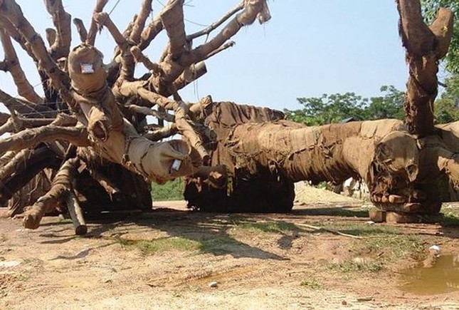 Bó tay với ba cây 'quái thú' bị bỏ rơi ở Huế ảnh 1