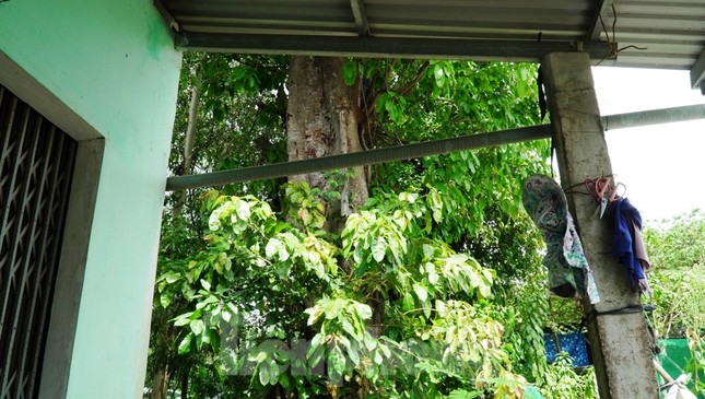 Dàn cây 'quái thú' bỏ lại 2 năm ở Huế: Người dân lo lắng, chính quyền lúng túng ảnh 9