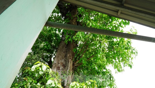 Dàn cây 'quái thú' bỏ lại 2 năm ở Huế: Người dân lo lắng, chính quyền lúng túng ảnh 2