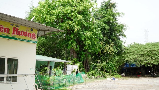 Dàn cây 'quái thú' bỏ lại 2 năm ở Huế: Người dân lo lắng, chính quyền lúng túng ảnh 10