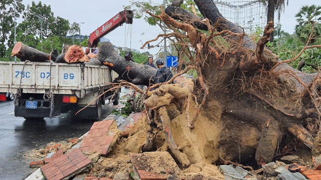 ‘Cụ’ xà cừ số 13 cổ nhất tại Huế bị bão cùng tên quật đổ bật cả gốc gây tiếc nuối ảnh 3