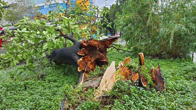 ‘Cụ’ xà cừ số 13 cổ nhất tại Huế bị bão cùng tên quật đổ bật cả gốc gây tiếc nuối ảnh 6