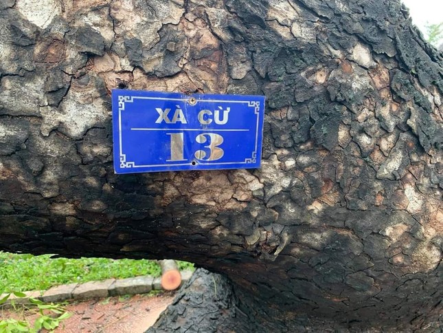 ‘Cụ’ xà cừ số 13 cổ nhất tại Huế bị bão cùng tên quật đổ bật cả gốc gây tiếc nuối ảnh 1