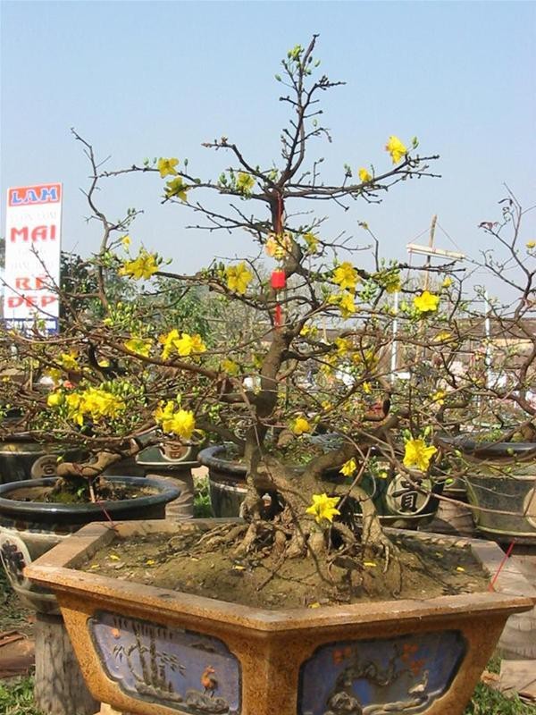 Vì sao Huế bất ngờ cấm họp chợ hoa Tết trên vỉa hè nhiều phố trung tâm? ảnh 1