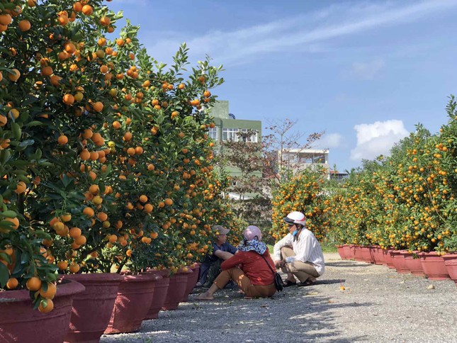Chợ hoa Tết xứ Huế 'nóng lòng' chờ khách mua ảnh 3