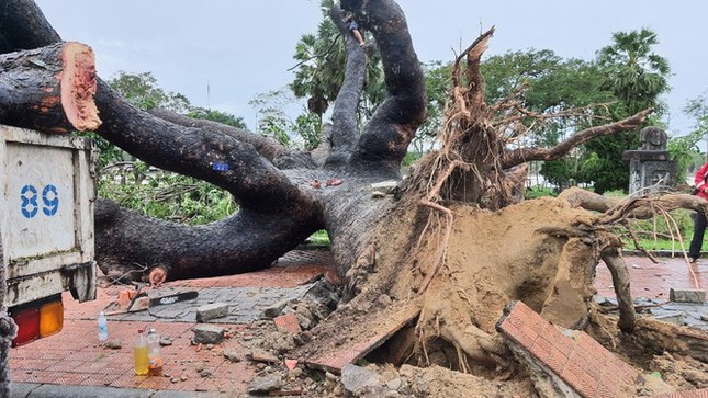 Cụ xà cừ cổ thụ chết hụt trong bão ở Huế bỗng ‘cải tử hoàn sinh’ kỳ diệu ảnh 1