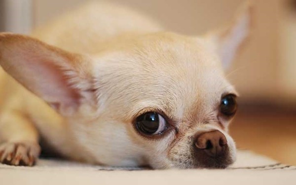 Trắc nghiệm thú cưng: Nhìn “boss” được chọn, nói trúng phóc tính cách của “sen” ảnh 8