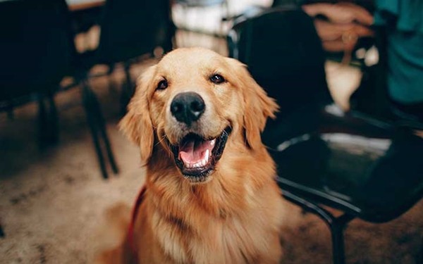Trắc nghiệm thú cưng: Nhìn “boss” được chọn, nói trúng phóc tính cách của “sen” ảnh 5