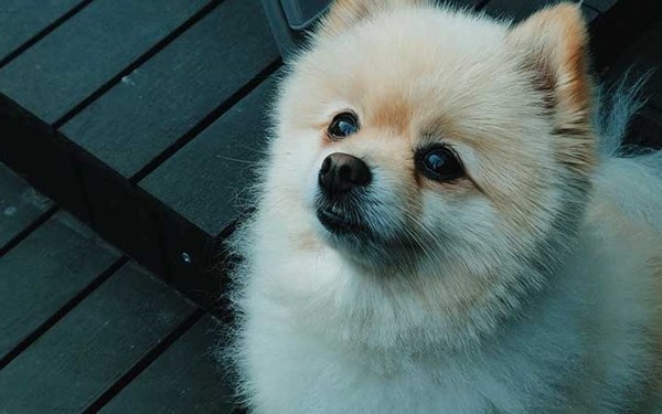 Trắc nghiệm thú cưng: Nhìn “boss” được chọn, nói trúng phóc tính cách của “sen” ảnh 4