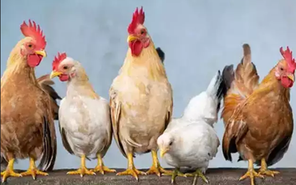 “Virus tận thế” đến từ thịt gà công nghiệp có thể làm “bay màu” một nửa dân số thế giới ảnh 2