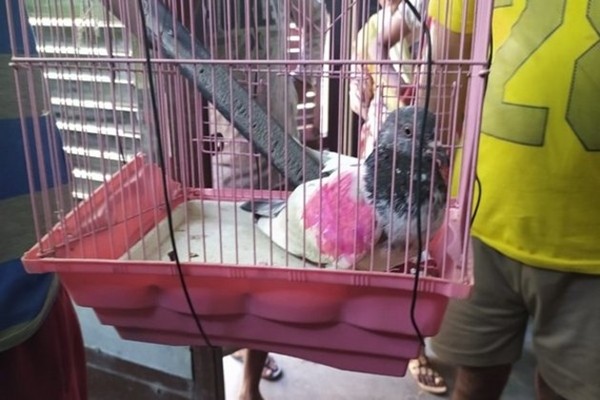Cả nước cố giải mật mã bồ câu do thám, có người đòi: “Trả đây, bồ câu của tôi mà!“ ảnh 2