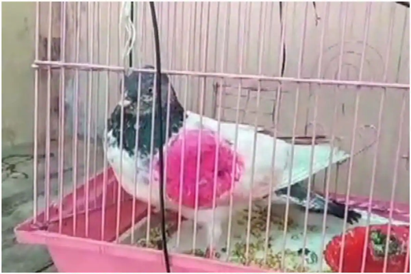 Cả nước cố giải mật mã bồ câu do thám, có người đòi: “Trả đây, bồ câu của tôi mà!“ ảnh 1