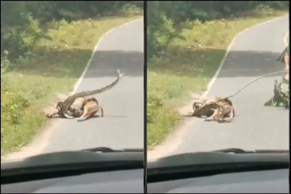 Netizen Thái tranh cãi dữ dội về hành động cứu con nai đang bị trăn siết ảnh 1