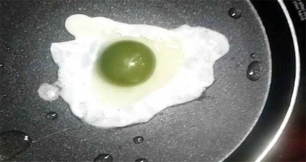 Đàn gà đẻ ra trứng có “lòng xanh” thay vì lòng đỏ, khiến giới khoa học cũng “gãi đầu” ảnh 3