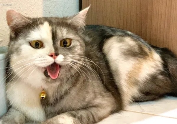 Cục cưng mới của các "sen": Chú mèo “hai mặt” ở Thái đang khiến hội yêu mèo phát cuồng ảnh 1