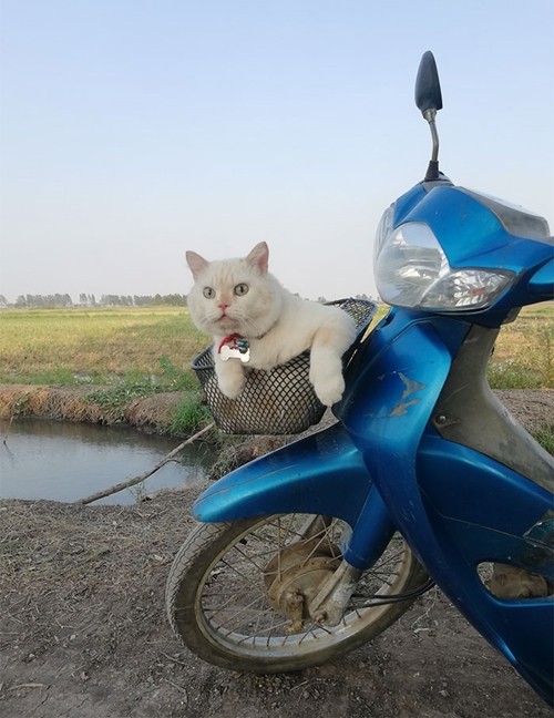 Chú mèo theo chủ đi bán dưa hấu, gườm gườm canh chừng dưa nhưng ai cũng yêu ảnh 5