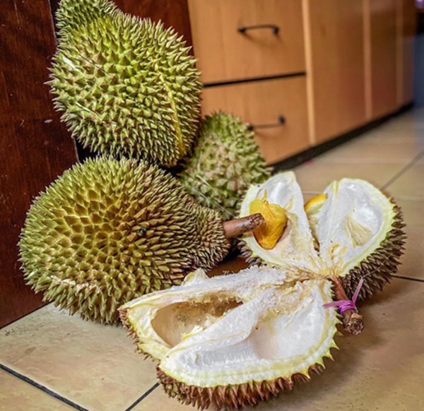 4 quả sầu riêng Thái khiến 6 người nhập viện và hàng chục người phải sơ tán khẩn cấp ảnh 2