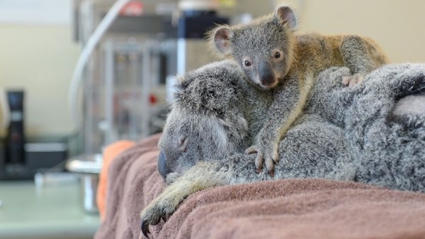 Tình cảm như gấu koala: Video gấu koala mẹ ôm con khiến trái tim sắt đá nhất cũng tan chảy ảnh 3