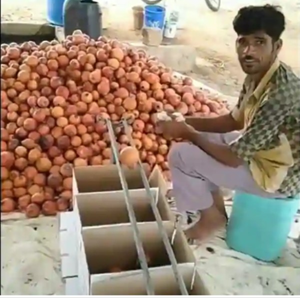 Bác nông dân bán lựu có cách phân loại trái cây “đơn giản nhất”, khiến ai cũng bất ngờ ảnh 1
