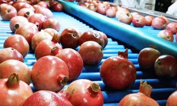Bác nông dân bán lựu có cách phân loại trái cây “đơn giản nhất”, khiến ai cũng bất ngờ ảnh 2