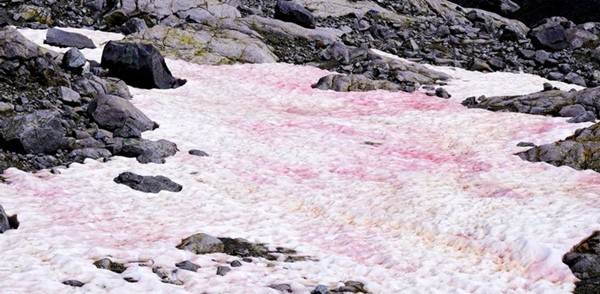 Hết băng đỏ như máu đến “tuyết dưa hấu” màu hồng trên núi Alps: “Điềm gở” cho Trái Đất ảnh 2