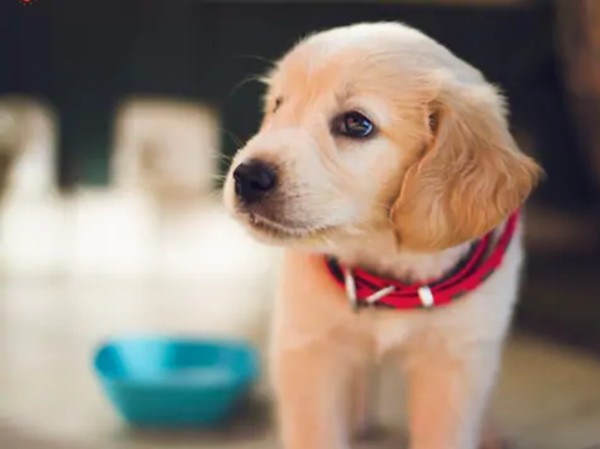 Một chú chó được gọi là “tốt bụng nhất thế giới” vì đã hiến máu cứu bạn ảnh 1