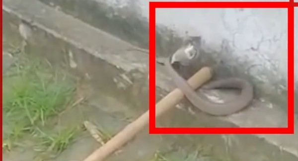 Đang ngủ thì bị rắn hổ mang bò vào trong quần, đành đứng yên 7 tiếng không động đậy ảnh 3