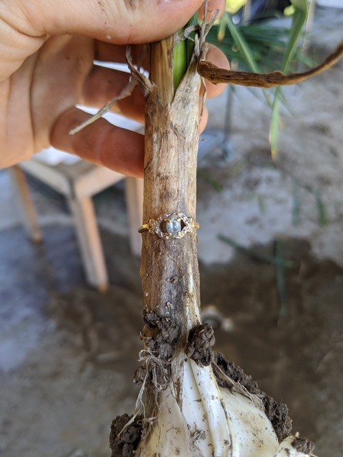 Chiếc nhẫn bị đánh mất bỗng xuất hiện ở nơi bất ngờ nhất, vào thời điểm kỳ lạ nhất ảnh 2