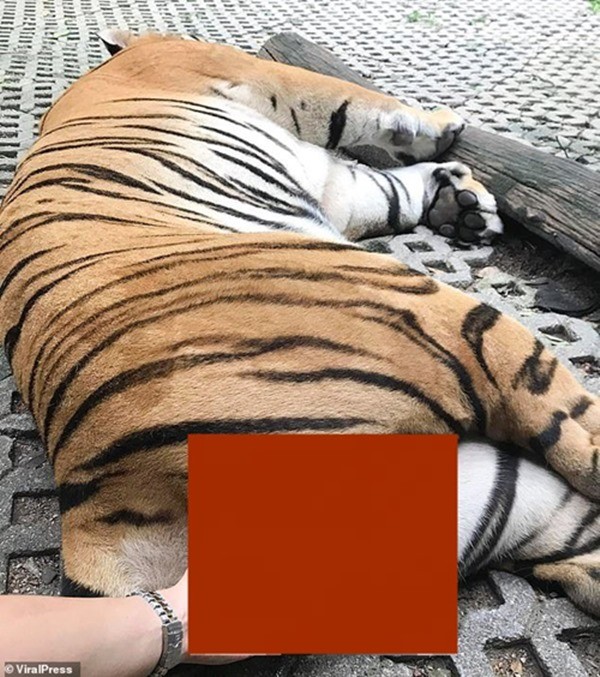 “Sàm sỡ” hổ đực để selfie, khi bị chỉ trích cô gái biện minh do “yêu động vật” ảnh 1