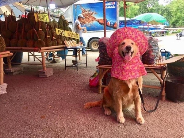 “Chủ” sạp trái cây dễ thương nhất thế giới: Đi mua sầu riêng, được khuyến mãi nụ cười duyên! ảnh 4