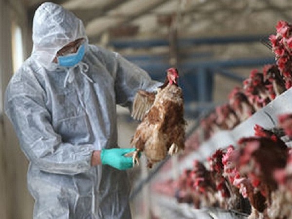 Tổ chức Y tế Thế giới cảnh báo khi virus H5N8 đã lây từ gà sang người: Nguy hiểm thế nào? ảnh 1