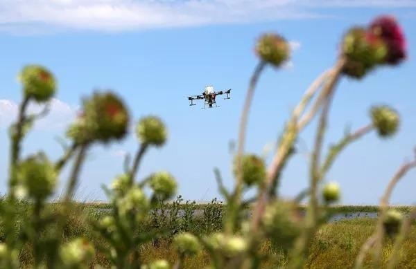 Nông dân Nga dùng máy bay không người lái để trồng lúa ảnh 9