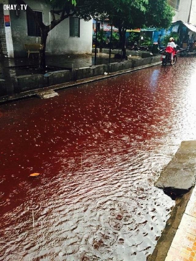 Bí ẩn những cơn ‘mưa máu’ nhuốm đỏ cả vùng rộng lớn, có phải điềm báo chết chóc? ảnh 4