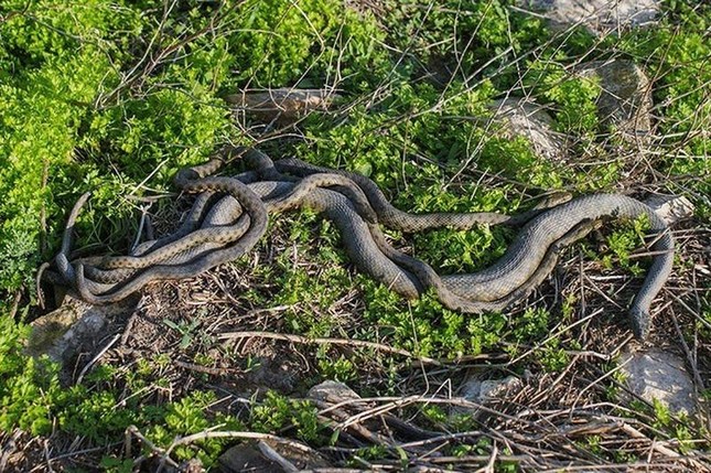 ‘Hòn đảo tử thần’ nơi hàng vạn con rắn độc ngự trị ảnh 8