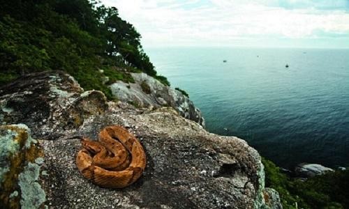 ‘Hòn đảo tử thần’ nơi hàng vạn con rắn độc ngự trị ảnh 3