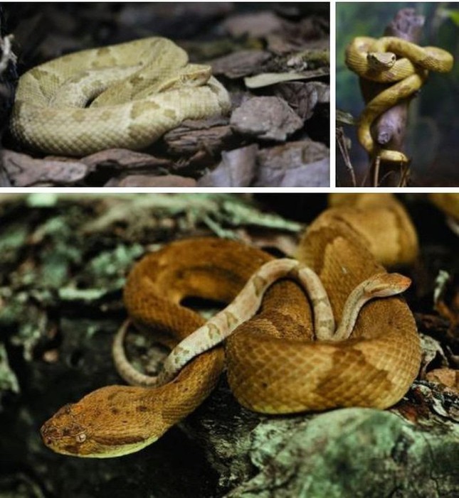 ‘Hòn đảo tử thần’ nơi hàng vạn con rắn độc ngự trị ảnh 5